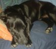 cane_alby_p_&_f
