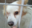cane_barbara_pallina_marisa_carafa_gemma_caroni