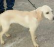cane_bianco_crema_sanitario_rieti_adf