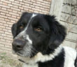 cane_bianconero_sanitario_adf_roberta_di_carlo