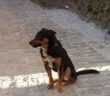 cane_borgovelino_maria_spenk