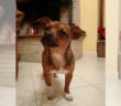 cane_briciola_adf