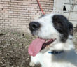 cane_buffo_sanitario_adf