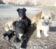 cane_cani_foto_di_gruppo_sanitario_adf