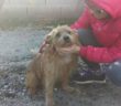 cane_charly_forano_p&f