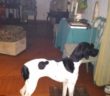 cane_collevecchio_p&f