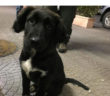 cane_cucciola_poggio_bustone_silvia_sun3