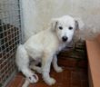 cane_cucciola_sanitario_adf
