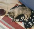 cane_cucciolo_fiano_romano_p&f
