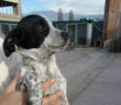 cane_cucciolo_sanitario_adf_roberta_di_carlo