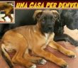 cane_denver_raffy