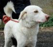 cane_femmina_occhi_verde_ambra_sanitario_adf