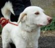 cane_femmina_sanitario_maglietta_adf