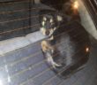 cane_feronia_antonella_saudelli_gemma_caroni