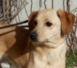 cane_fratellino_sanitario_di_rieti_adf