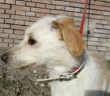 cane_fratellino_sanitario_di_rieti_adf_mantello_bianco