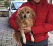 cane_laica_jessica_ceccola_salerno_gemma_caroni