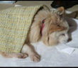 cane_lega_del_cane_giovinazzo