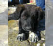 cane_leon_adottato_adf