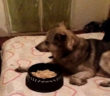 cane_lupo_tornato_a_casa_anto_guerra_raffy