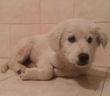cane_maremmana_passo_corese_p&f