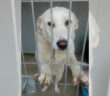 cane_maschio_sanitario_mantello_bianco_adf