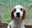 cane_piccola_orietta_posti_gemma_caroni