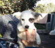 cane_piratino_imma_mirto