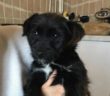 cane_plutino_adottato_patrizia_brandi