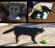 cane_robby_castelnuovo_di_farfa_marianna_cipitelli