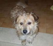 cane_santa_rufina_catia_tofani