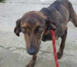 cane_segugetta_sanitario_adf