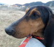 cane_segugio_sanitario_adf