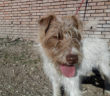 cane_simil_spinoncina_sanitario_adf