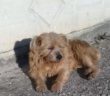cane_stimigliano_scalo_p&f