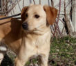 cane_taglia_piccola_mantello_crema_sanitario_adf_roberta_di_carlo