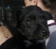 cane_taglia_piccola_mantello_nero_sanitario_adf_roberta_di_carlo