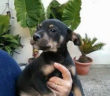 cane_tony_imma_mirto