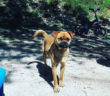cane_tyson_petrella_salto_raffy