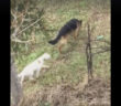 cani_lucia_de_santis