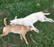 cani_torturati_uccisi_marsala_lndc_lega_nazionale_difesa_del_cane