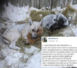 foto_cani_samantha_c_regione_lazio