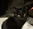 gatto_femmina_roccantica_p&f