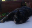gatto_gatta_masha_veronica_chiaia