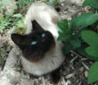 gatto_p&f