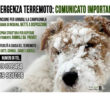 terremoto_pensione_per_cani_modena_amatrice_2.0