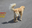 buono_cane_castelnuovo_di_farfa_2