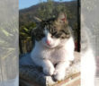 buono_gatto_mao_zedung