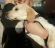 cane_adottato_mantello_crema_adf