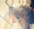 cane_beagle_vanessa_pucci_gemma_caroni
